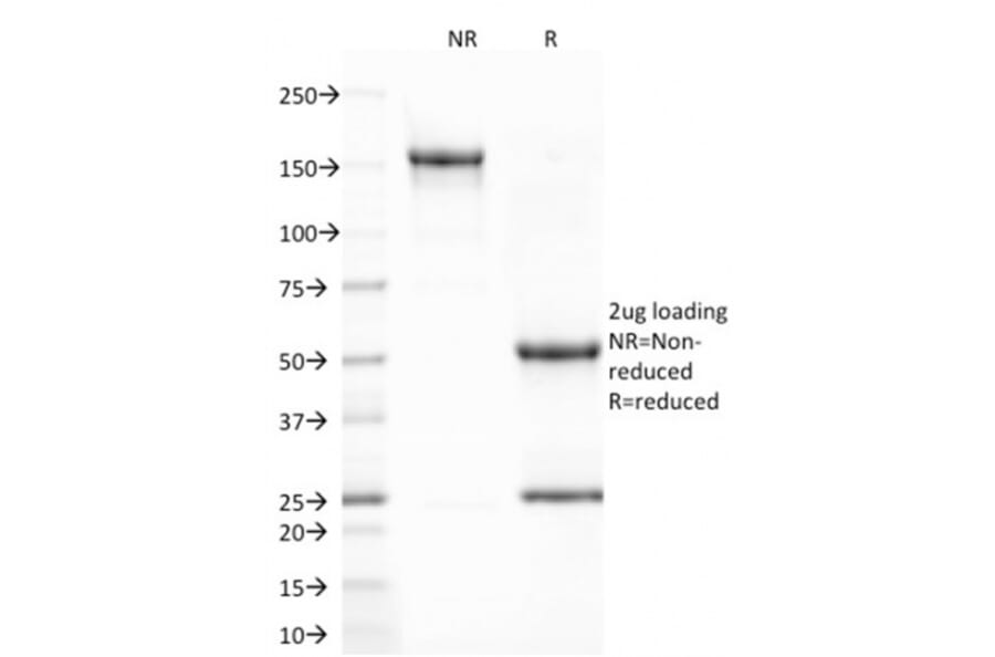 SDS-PAGE - Anti-CD80 Antibody [C80/2723] - BSA and Azide free (A253817) - Antibodies.com