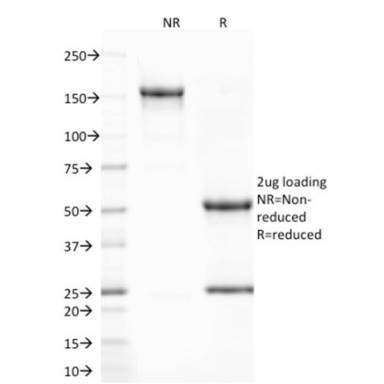 SDS-PAGE - Anti-CD80 Antibody [C80/2723] - BSA and Azide free (A253817) - Antibodies.com