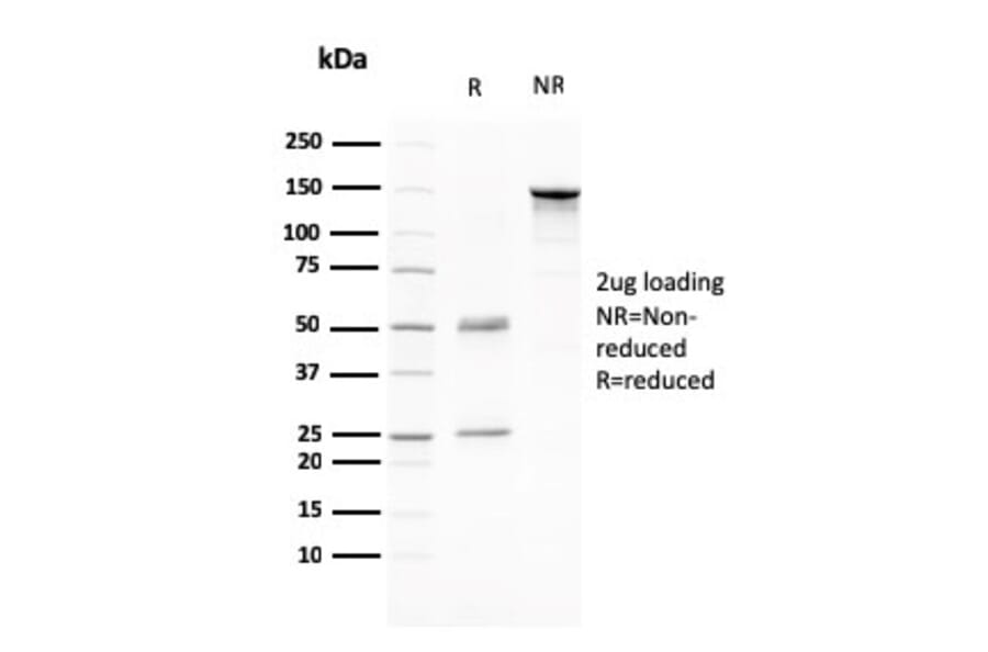 SDS-PAGE - Anti-CD80 Antibody [C80/2776] - BSA and Azide free (A253819) - Antibodies.com