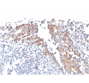 Immunohistochemistry - Anti-CD80 Antibody [C80/3544] - BSA and Azide free (A253820) - Antibodies.com