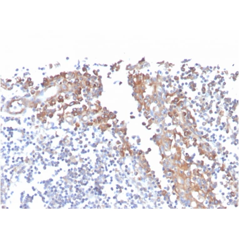 Immunohistochemistry - Anti-CD80 Antibody [C80/3544] - BSA and Azide free (A253820) - Antibodies.com