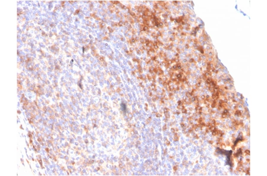 Immunohistochemistry - Anti-CD80 Antibody [C80/3544] - BSA and Azide free (A253820) - Antibodies.com