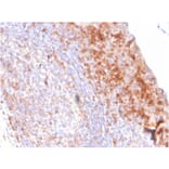 Immunohistochemistry - Anti-CD80 Antibody [C80/3544] - BSA and Azide free (A253820) - Antibodies.com