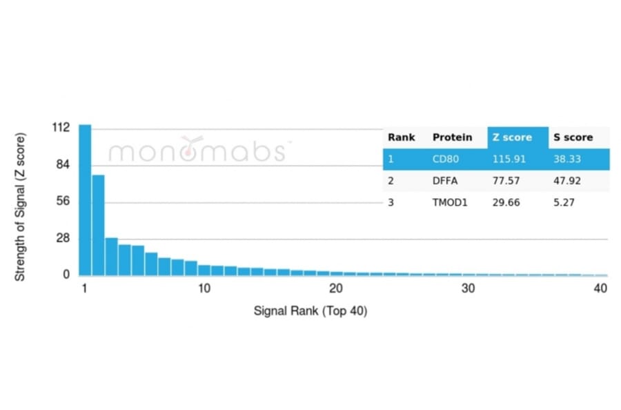 Protein Array - Anti-CD80 Antibody [C80/3544] - BSA and Azide free (A253819) - Antibodies.com