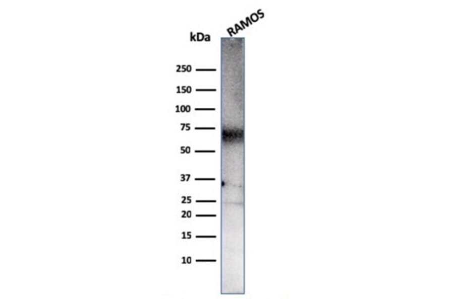 Western Blot - Anti-CD86 Antibody [C86/3711] - BSA and Azide free (A253821) - Antibodies.com