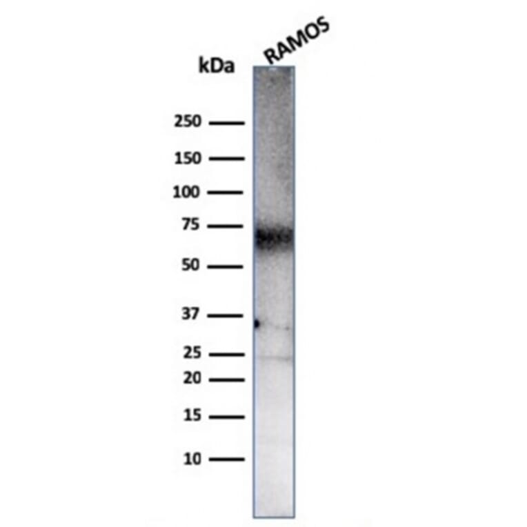 Western Blot - Anti-CD86 Antibody [C86/3711] - BSA and Azide free (A253821) - Antibodies.com