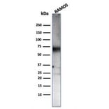 Western Blot - Anti-CD86 Antibody [C86/3711] - BSA and Azide free (A253821) - Antibodies.com