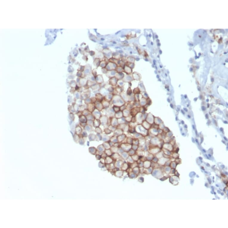 Immunohistochemistry - Anti-CD86 Antibody [C86/3711] - BSA and Azide free (A253821) - Antibodies.com