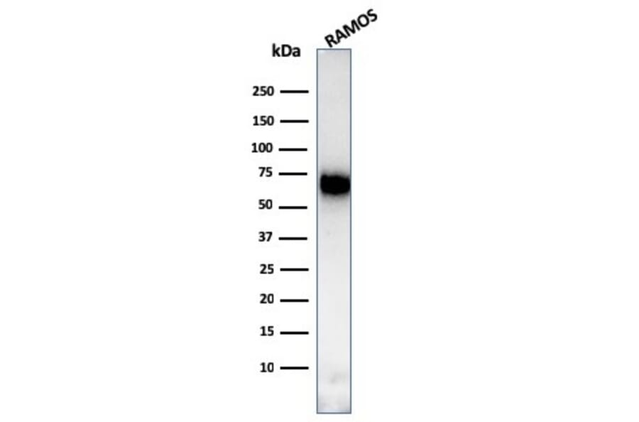 Western Blot - Anti-CD86 Antibody [C86/3713] - BSA and Azide free (A253822) - Antibodies.com