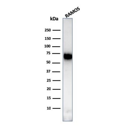 Western Blot - Anti-CD86 Antibody [C86/3713] - BSA and Azide free (A253822) - Antibodies.com