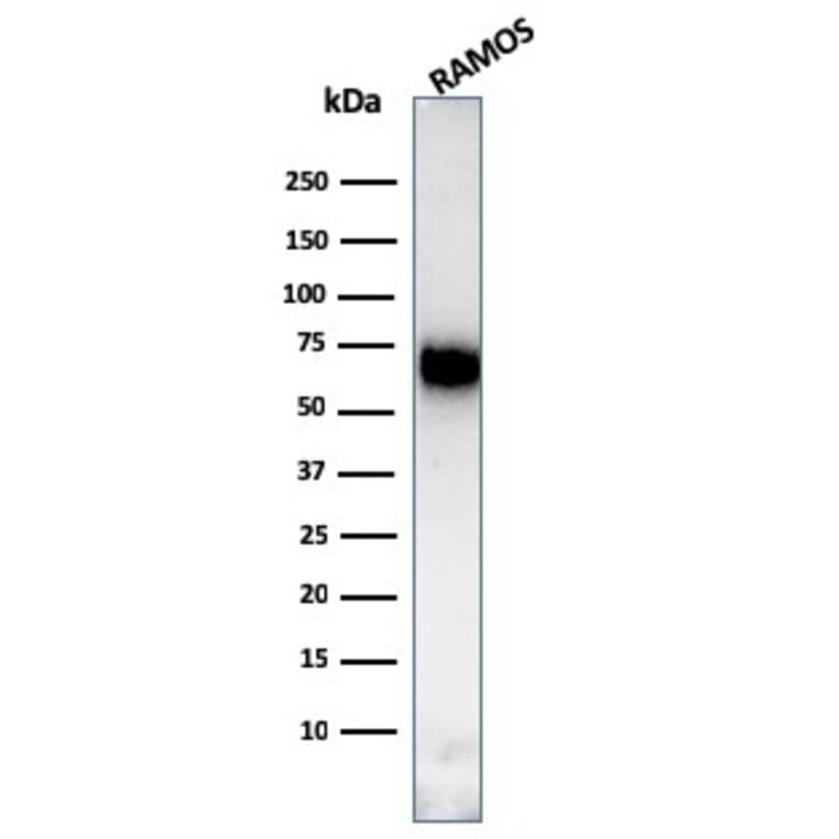 Western Blot - Anti-CD86 Antibody [C86/3713] - BSA and Azide free (A253822) - Antibodies.com