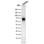 Western Blot - Anti-CD86 Antibody [C86/3713] - BSA and Azide free (A253822) - Antibodies.com