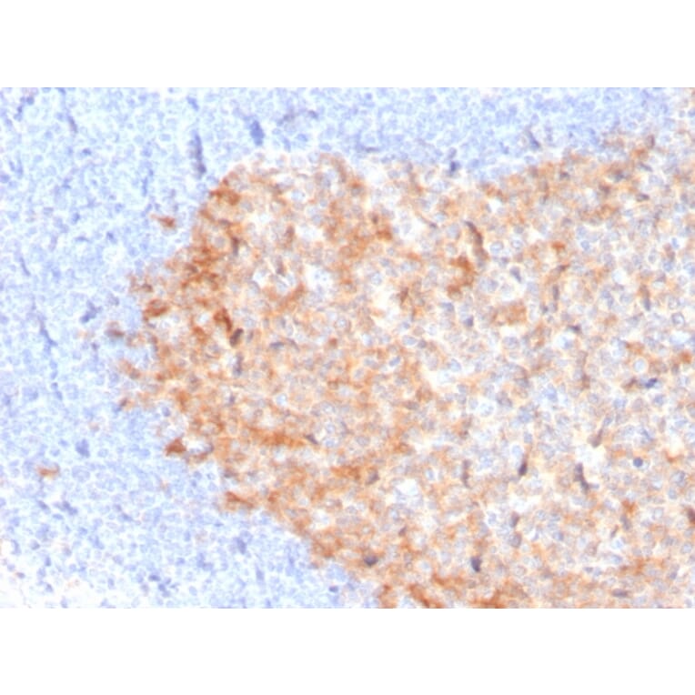 Immunohistochemistry - Anti-CD86 Antibody [C86/3713] - BSA and Azide free (A253821) - Antibodies.com