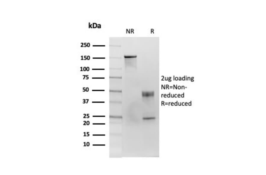SDS-PAGE - Anti-CD86 Antibody [C86/3713] - BSA and Azide free (A253822) - Antibodies.com