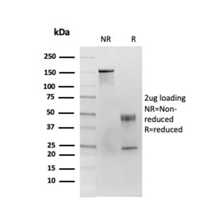 SDS-PAGE - Anti-CD86 Antibody [C86/3713] - BSA and Azide free (A253822) - Antibodies.com