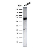 Western Blot - Anti-CD86 Antibody [C86/3716] - BSA and Azide free (A253823) - Antibodies.com
