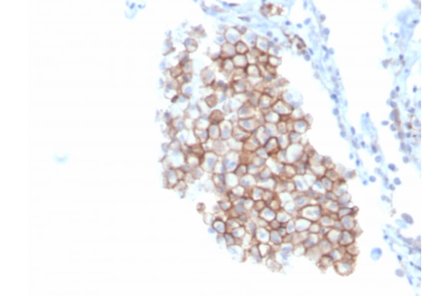 Immunohistochemistry - Anti-CD86 Antibody [C86/3716] - BSA and Azide free (A253823) - Antibodies.com