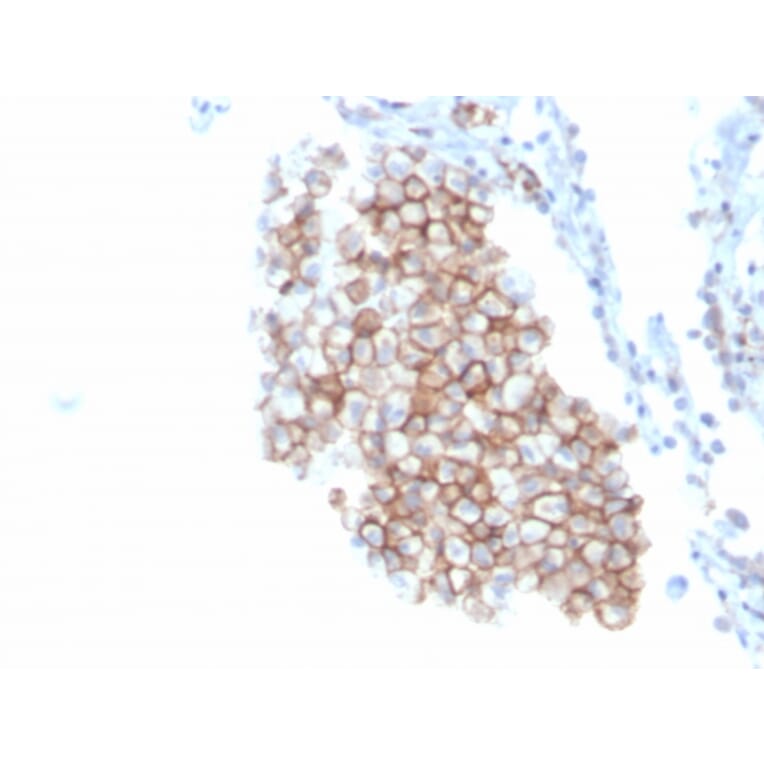 Immunohistochemistry - Anti-CD86 Antibody [C86/3716] - BSA and Azide free (A253823) - Antibodies.com