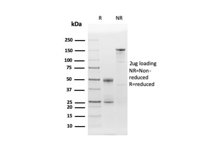 SDS-PAGE - Anti-CD86 Antibody [C86/3716] - BSA and Azide free (A253823) - Antibodies.com