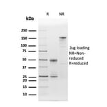 SDS-PAGE - Anti-CD86 Antibody [C86/3716] - BSA and Azide free (A253823) - Antibodies.com