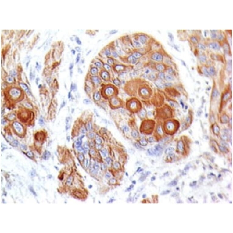 Immunohistochemistry - Anti-CD86 Antibody [BU63] - BSA and Azide free (A253824) - Antibodies.com