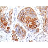 Immunohistochemistry - Anti-CD86 Antibody [BU63] - BSA and Azide free (A253824) - Antibodies.com