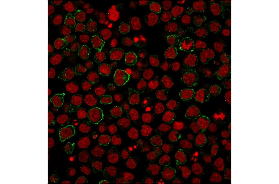 Immunofluorescence - Anti-CD86 Antibody [BU63] - BSA and Azide free (A253824) - Antibodies.com