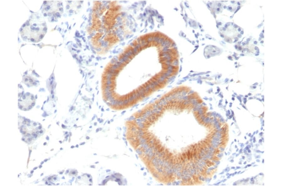 Immunohistochemistry - Anti-CD86 Antibody [C86/1146] - BSA and Azide free (A253825) - Antibodies.com