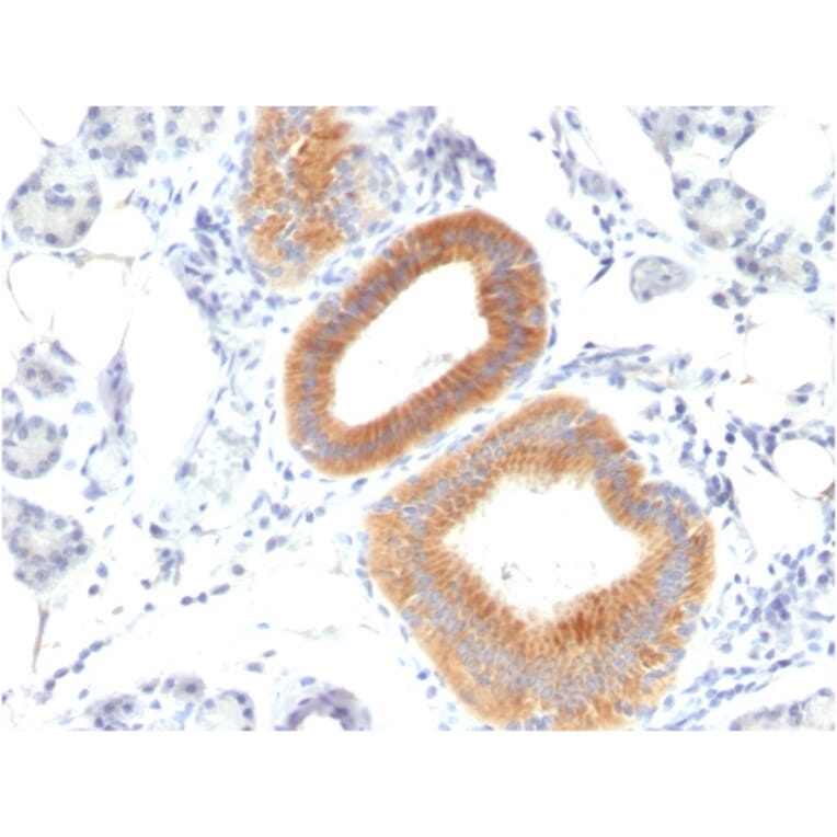 Immunohistochemistry - Anti-CD86 Antibody [C86/1146] - BSA and Azide free (A253825) - Antibodies.com