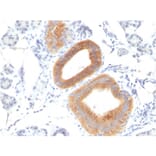 Immunohistochemistry - Anti-CD86 Antibody [C86/1146] - BSA and Azide free (A253825) - Antibodies.com