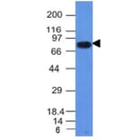 Western Blot - Anti-CD86 Antibody [C86/1146] - BSA and Azide free (A253825) - Antibodies.com