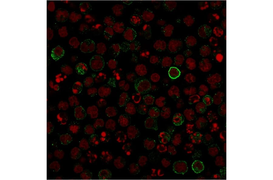Immunofluorescence - Anti-CD86 Antibody [C86/1146] - BSA and Azide free (A253824) - Antibodies.com