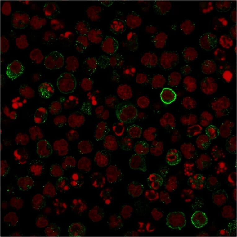 Immunofluorescence - Anti-CD86 Antibody [C86/1146] - BSA and Azide free (A253824) - Antibodies.com