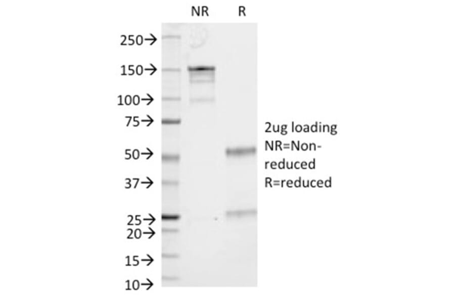 SDS-PAGE - Anti-CD86 Antibody [C86/1146] - BSA and Azide free (A253825) - Antibodies.com