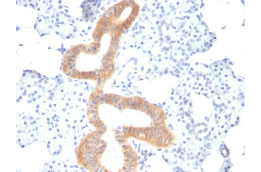 Immunohistochemistry - Anti-CD86 Antibody [SPM600] - BSA and Azide free (A253826) - Antibodies.com