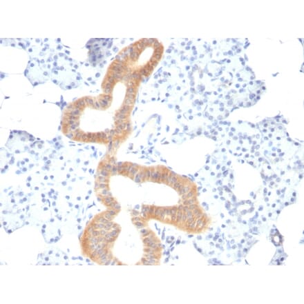 Immunohistochemistry - Anti-CD86 Antibody [SPM600] - BSA and Azide free (A253826) - Antibodies.com