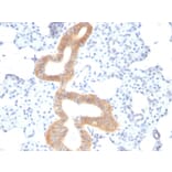 Immunohistochemistry - Anti-CD86 Antibody [SPM600] - BSA and Azide free (A253826) - Antibodies.com