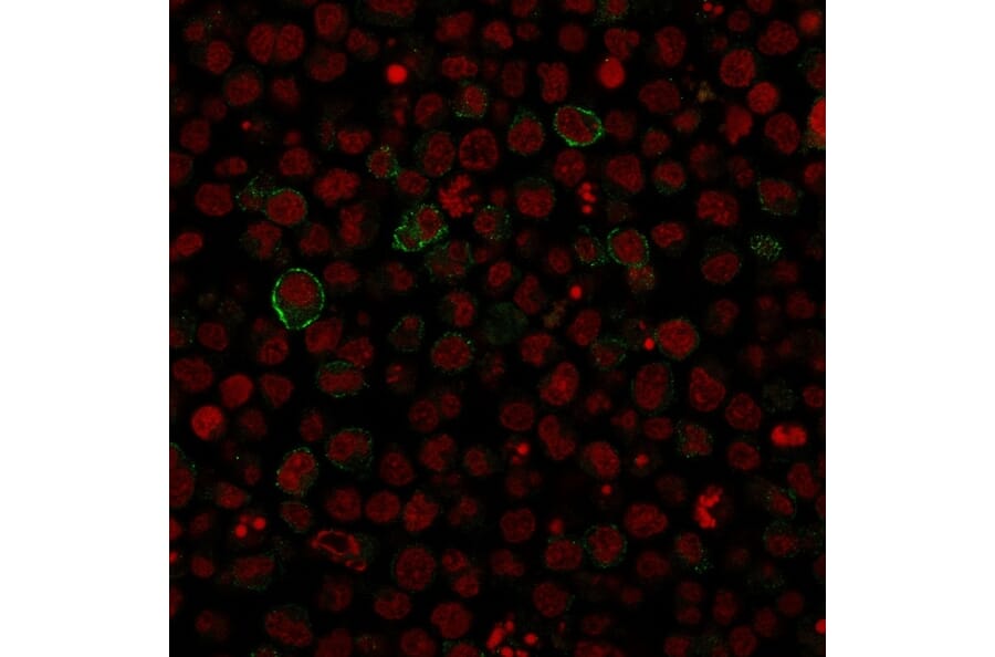Immunofluorescence - Anti-CD86 Antibody [SPM600] - BSA and Azide free (A253825) - Antibodies.com