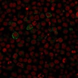 Immunofluorescence - Anti-CD86 Antibody [SPM600] - BSA and Azide free (A253825) - Antibodies.com