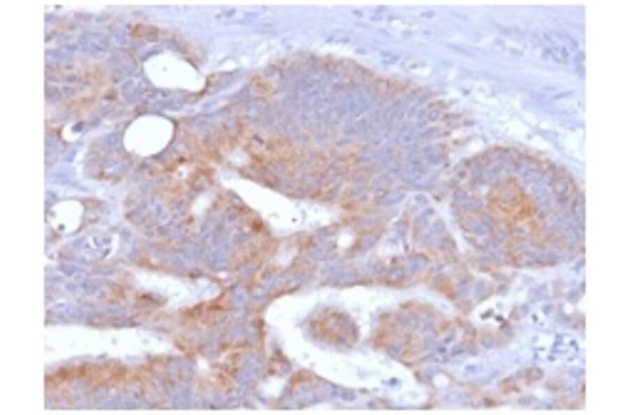Immunohistochemistry - Anti-CD86 Antibody [rC86/1146] - BSA and Azide free (A253827) - Antibodies.com