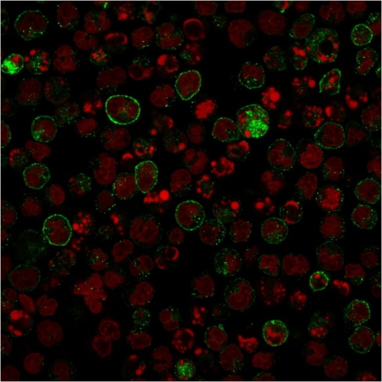 Immunofluorescence - Anti-CD86 Antibody [rC86/1146] - BSA and Azide free (A253827) - Antibodies.com