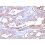 Immunohistochemistry - Anti-NULL Antibody [C86/2160R] - BSA and Azide free (A253828) - Antibodies.com