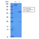 SDS-PAGE - Anti-NULL Antibody [C86/2160R] - BSA and Azide free (A253828) - Antibodies.com
