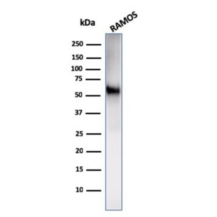 Western Blot - Anti-NULL Antibody [C86/2160R] - BSA and Azide free (A253828) - Antibodies.com