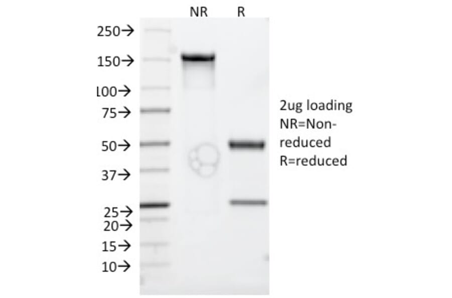 SDS-PAGE - Anti-CD30 Antibody [Ki-1/779] - BSA and Azide free (A253830) - Antibodies.com