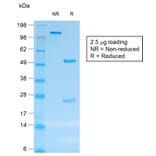 SDS-PAGE - Anti-CD30 Antibody [rCD30/412] - BSA and Azide free (A253833) - Antibodies.com