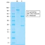 SDS-PAGE - Anti-CD30 Antibody [Ki-1/1505R] - BSA and Azide free (A253835) - Antibodies.com