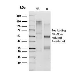 SDS-PAGE - Anti-CD33 Antibody [SIGLEC3/3600] - BSA and Azide free (A253838) - Antibodies.com