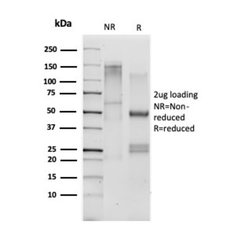 SDS-PAGE - Anti-CD33 Antibody [SIGLEC3/3600] - BSA and Azide free (A253838) - Antibodies.com