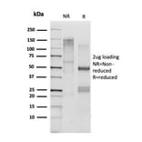 SDS-PAGE - Anti-CD33 Antibody [SIGLEC3/3600] - BSA and Azide free (A253838) - Antibodies.com